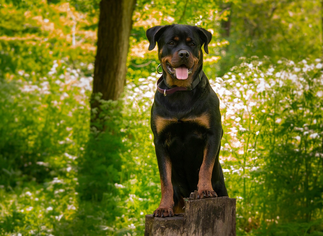 Contact us - rottweiler, pet, животное, dog, ротвейлер, собака, порода, щенок, милый, природа