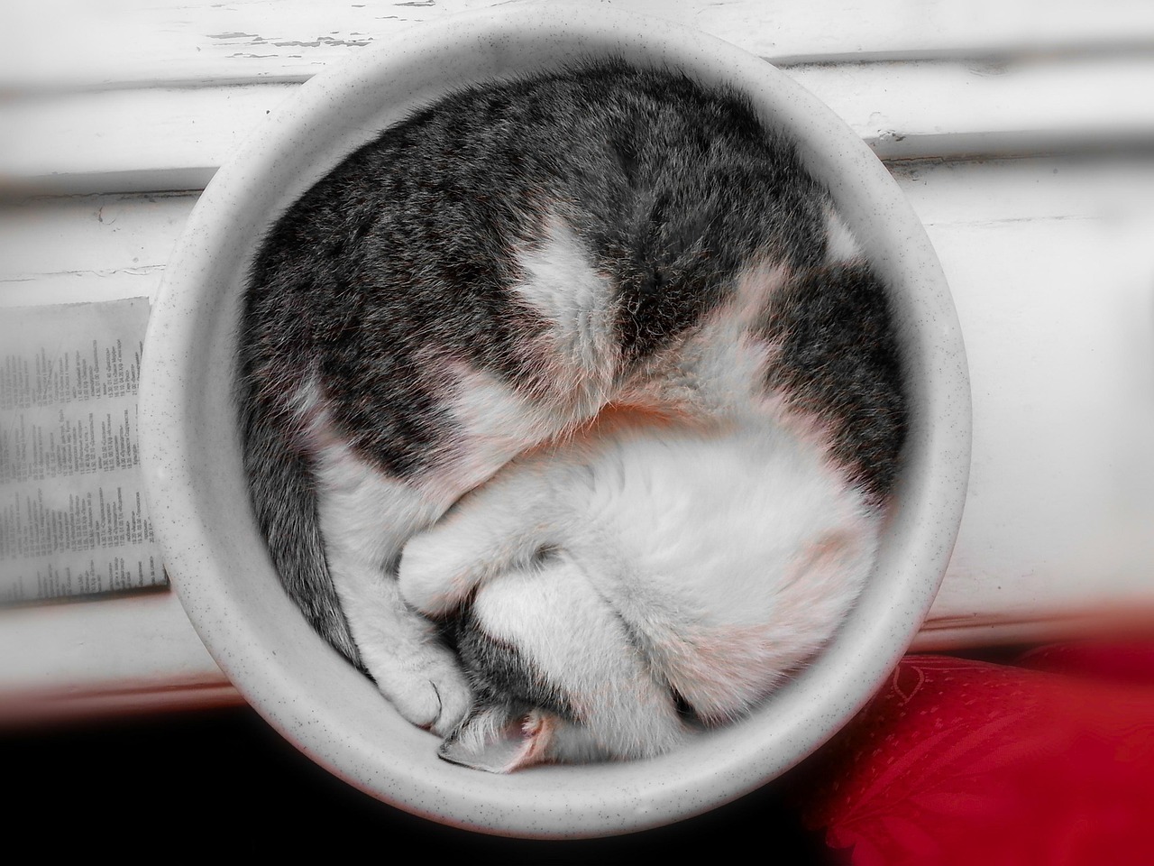 Feline Comfort Grooming