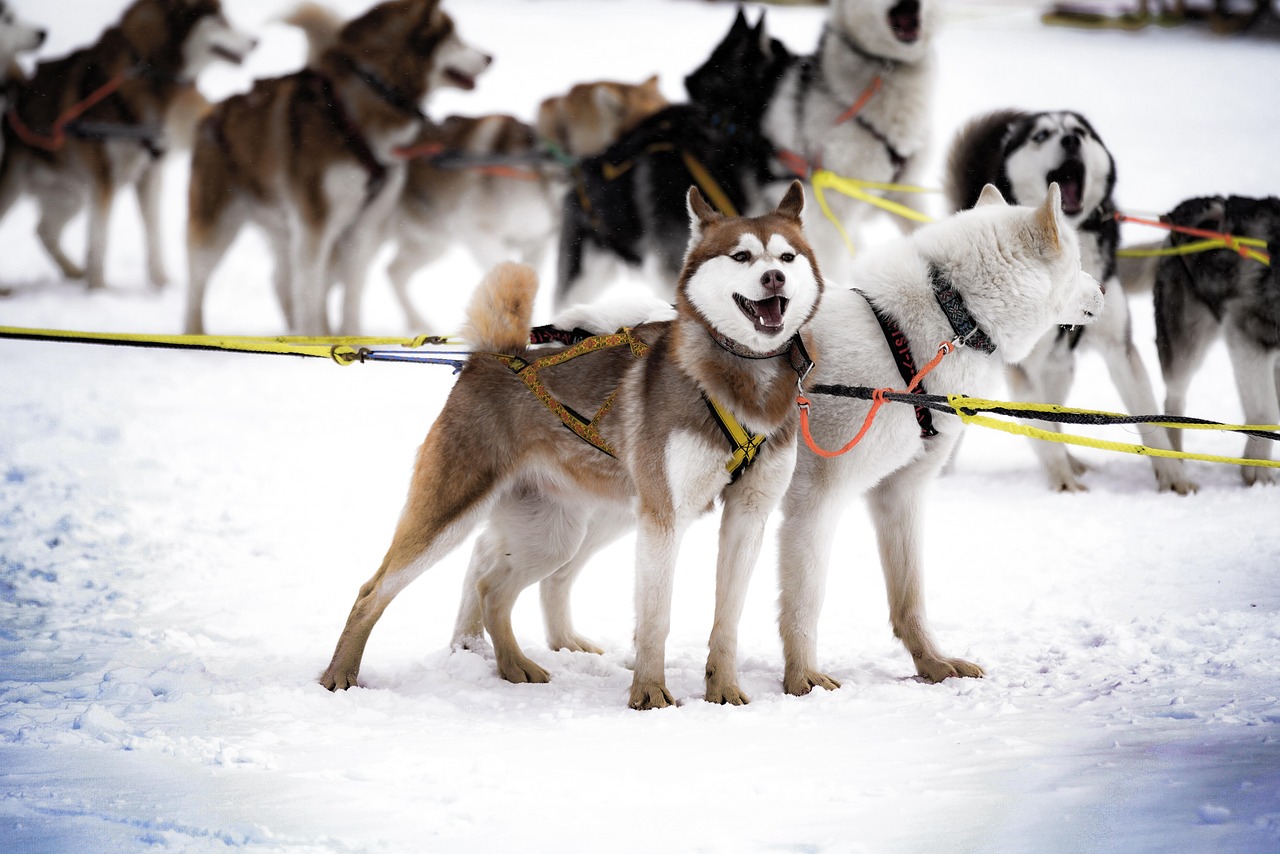 Contact information - husky, dog, природа, pet, harness, animal